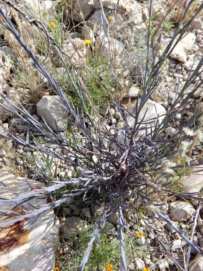 Image of Chihuahuan flax