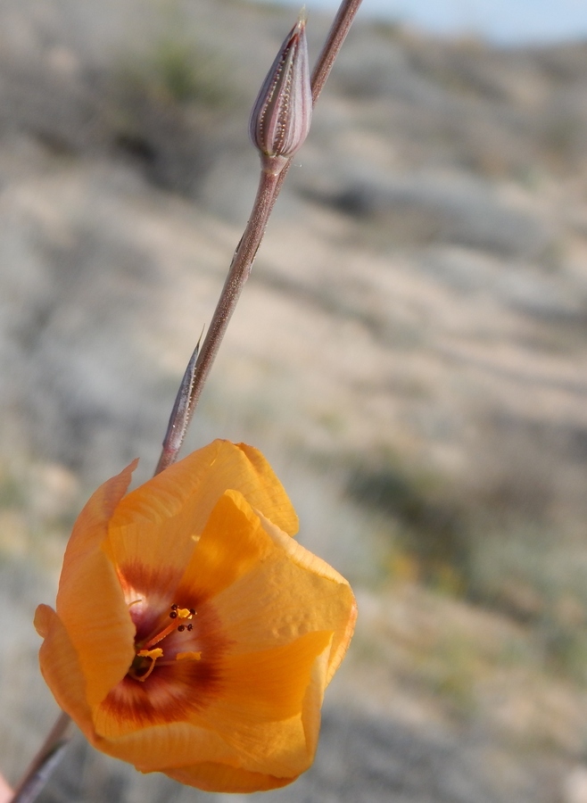 Image of Chihuahuan flax