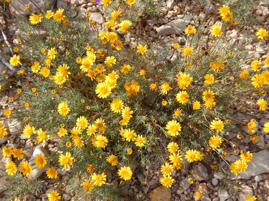 Image of fiveneedle pricklyleaf