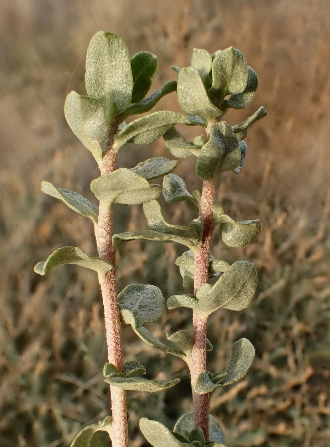 Image of waxy saltbush