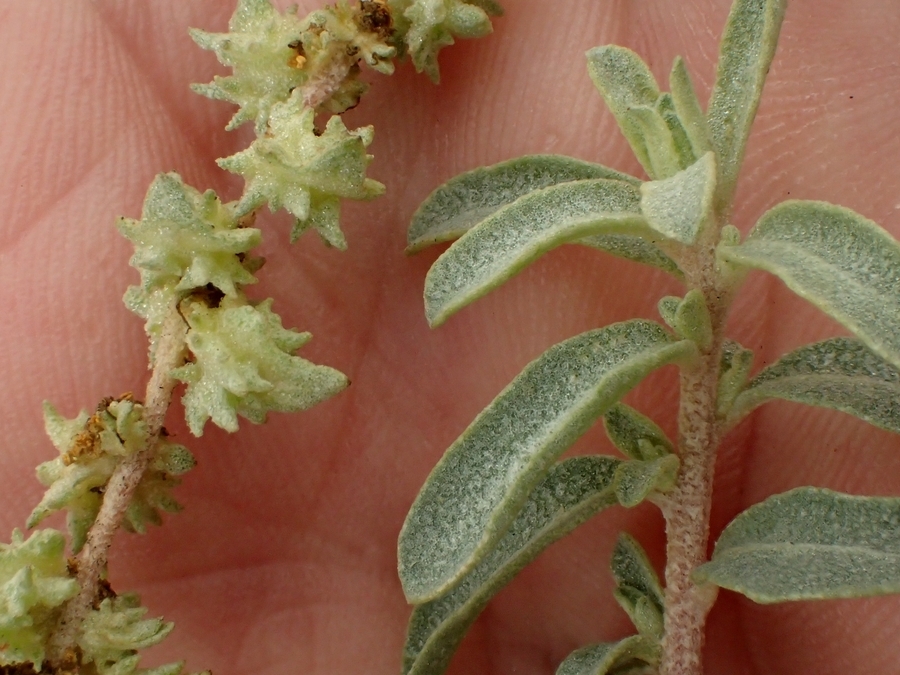 Imagem de Atriplex glauca L.