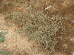 Image of waxy saltbush