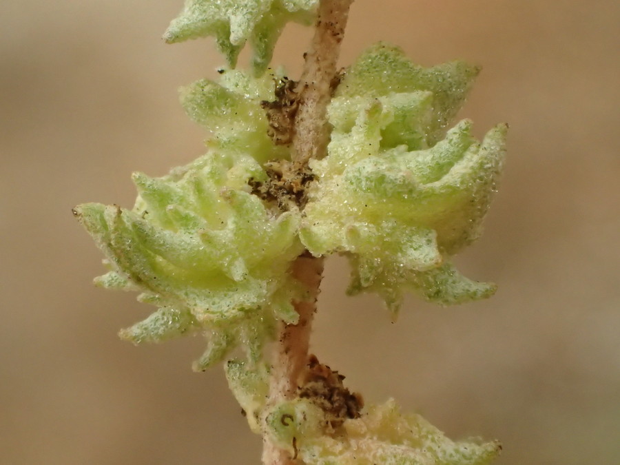 Image of waxy saltbush