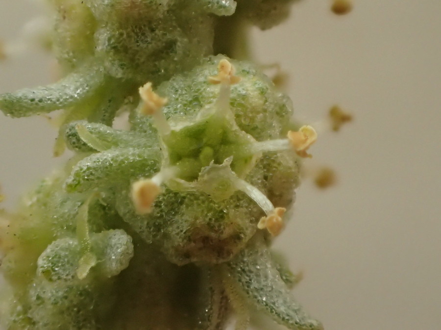 Image of waxy saltbush