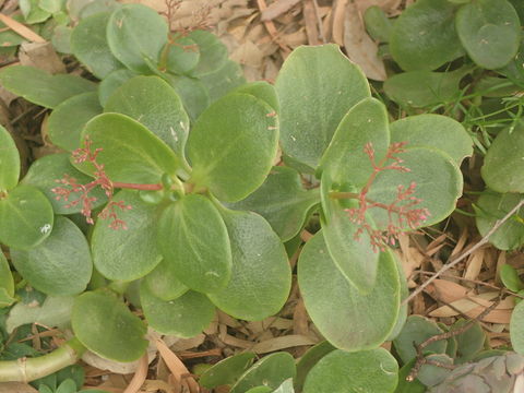 Image of Cape Province pygmyweed