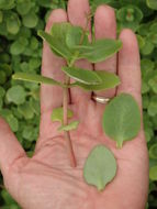 Image of Cape Province pygmyweed