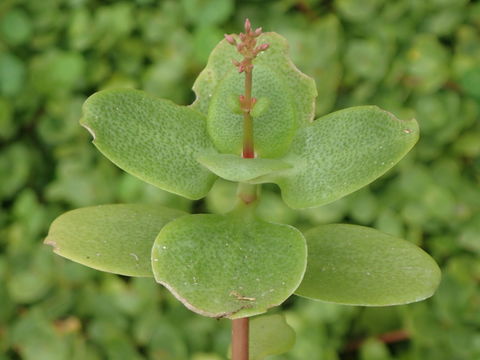 Image of Cape Province pygmyweed