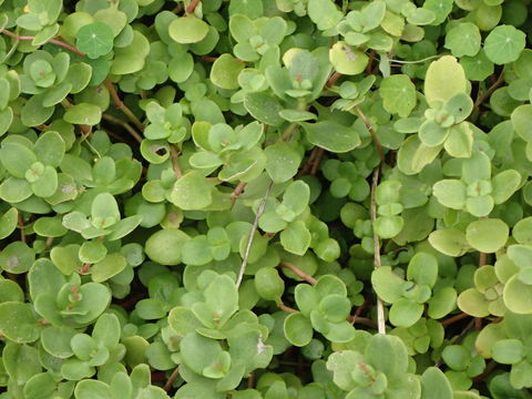 Image of Cape Province pygmyweed