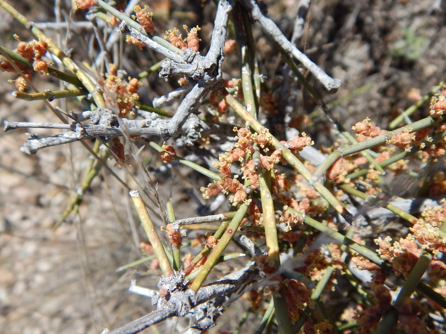 Image of Clipweed