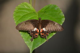 Image of Papilio polytes Linnaeus 1758