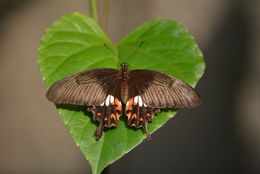 Sivun Papilio polytes Linnaeus 1758 kuva