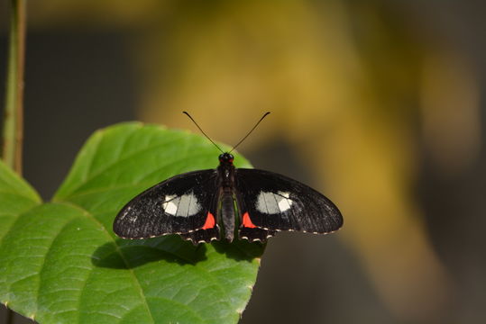 Image of <i>Parides arcas</i>