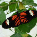 Imagem de Heliconius melpomene Linnaeus 1758