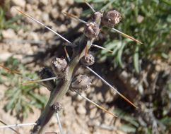 Imagem de Cylindropuntia leptocaulis (DC.) F. M. Knuth