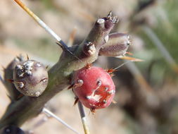 Imagem de Cylindropuntia leptocaulis (DC.) F. M. Knuth