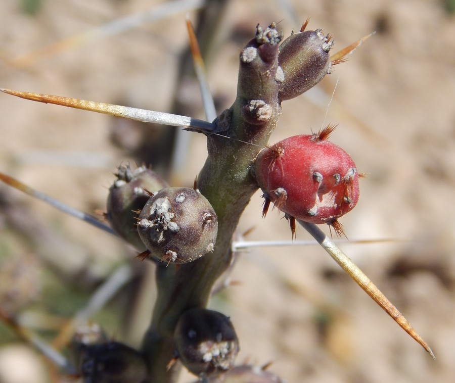 Imagem de Cylindropuntia leptocaulis (DC.) F. M. Knuth