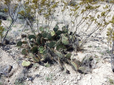 Image of Brownspine Pricklypear