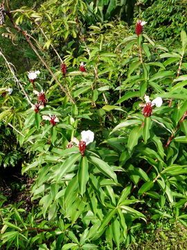 Image de Hedychium coronarium J. Koenig