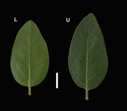 Слика од Arctostaphylos insularis Greene & Parry