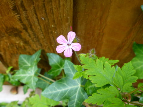 Imagem de Geranium robertianum L.