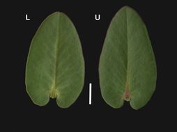 Image de Arctostaphylos refugioensis Gankin