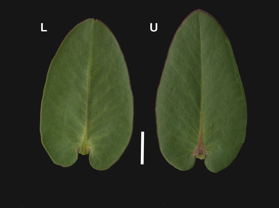 Слика од Arctostaphylos refugioensis Gankin