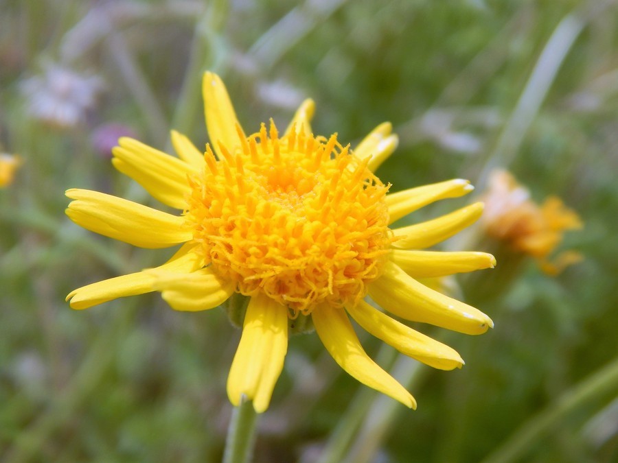 Image of Vasey's rockdaisy