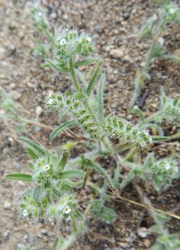 صورة Cryptantha angustifolia (Torr.) Greene