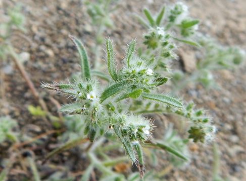 Слика од Cryptantha angustifolia (Torr.) Greene