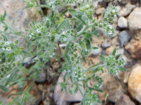 Image of Panamint cryptantha