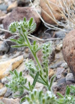 صورة Cryptantha angustifolia (Torr.) Greene