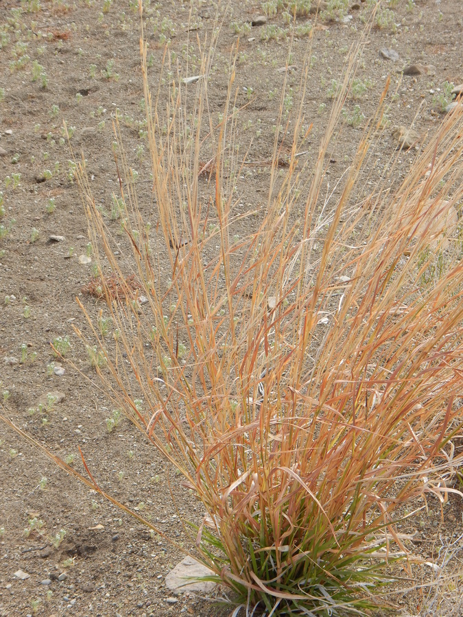 Слика од Heteropogon contortus (L.) P. Beauv. ex Roem. & Schult.