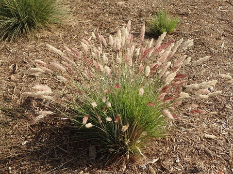 Image of Melinis repens subsp. repens