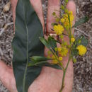 Sivun Acacia pycnantha Benth. kuva
