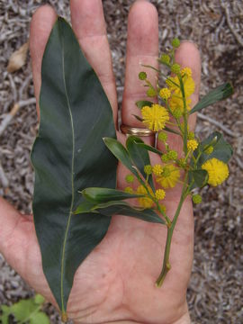 Sivun Acacia pycnantha Benth. kuva