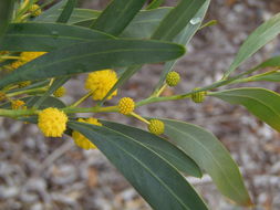 Plancia ëd Acacia pycnantha Benth.