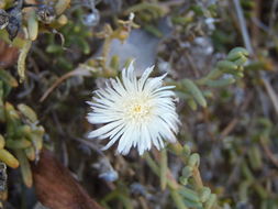 Imagem de Delosperma litorale (Kensit) L. Bol.