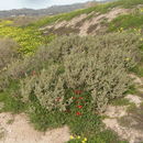 Image of Lindley's saltbush