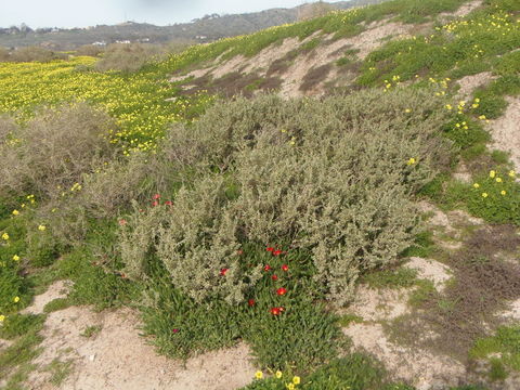 Imagem de Atriplex lindleyi Moq.