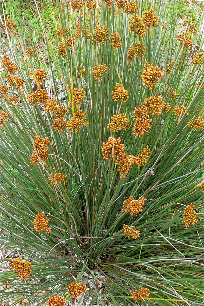 Image of spiny rush