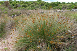 Слика од Juncus acutus L.