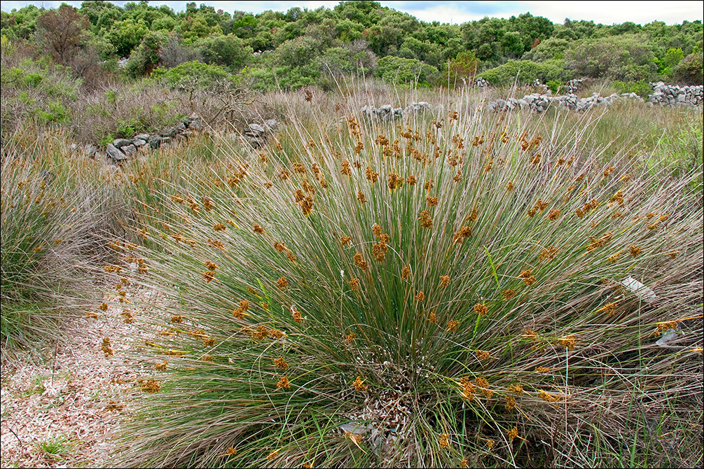 Juncus acutus L. resmi