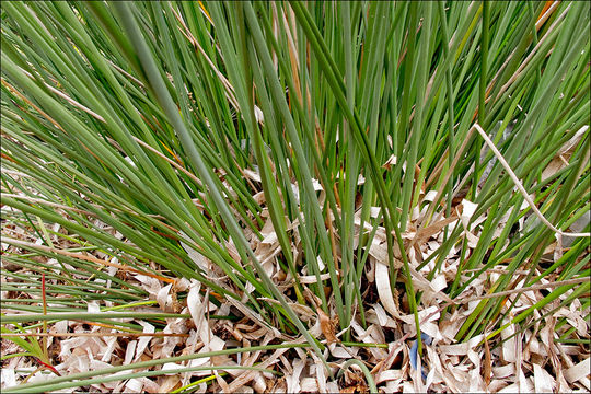 Juncus acutus L. resmi