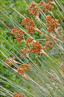 Image of spiny rush
