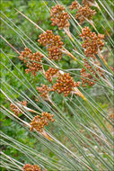 Слика од Juncus acutus L.