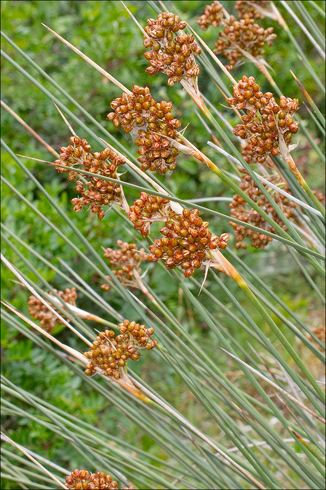 Juncus acutus L. resmi