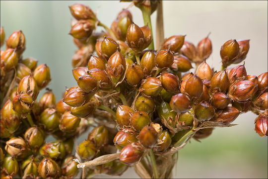 Image of spiny rush