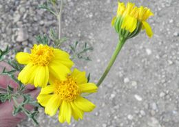 Image of Vasey's rockdaisy