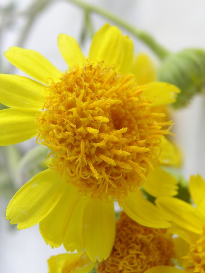 Image of Vasey's rockdaisy