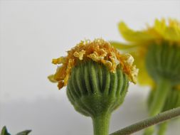 Image of Vasey's rockdaisy